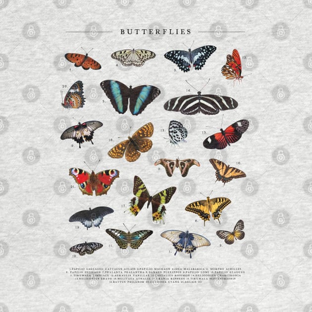 Vintage Butterfly Chart by uncommontee